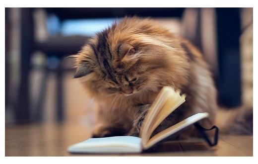 Кошки с книжной обложки